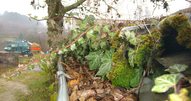 Comment entretenir un récupérateur d'eau de pluie